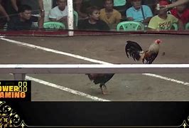 Live Sabung Ayam Hari Ini